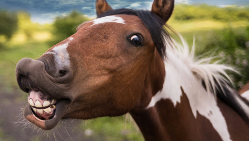 赤馬紅羊劫 ( 五) / The Flaming Horse and Crimson Goat Calamity [Epilogue]