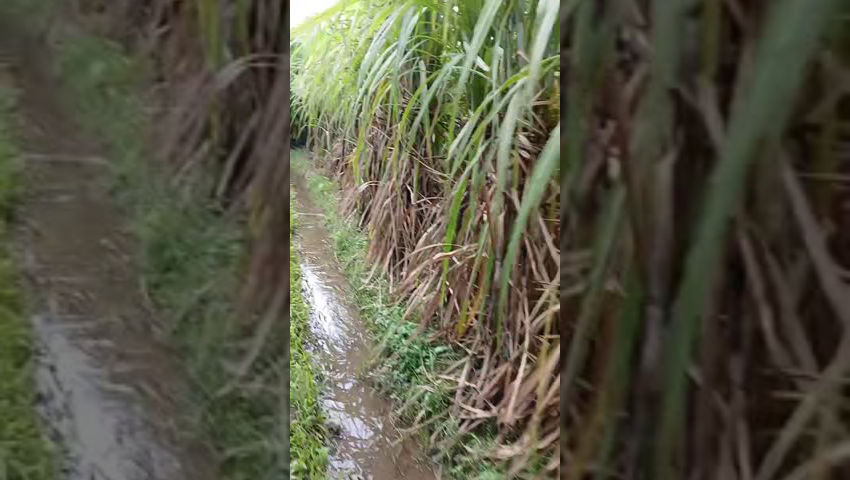 Walking through the sugarcane fields episode artwork