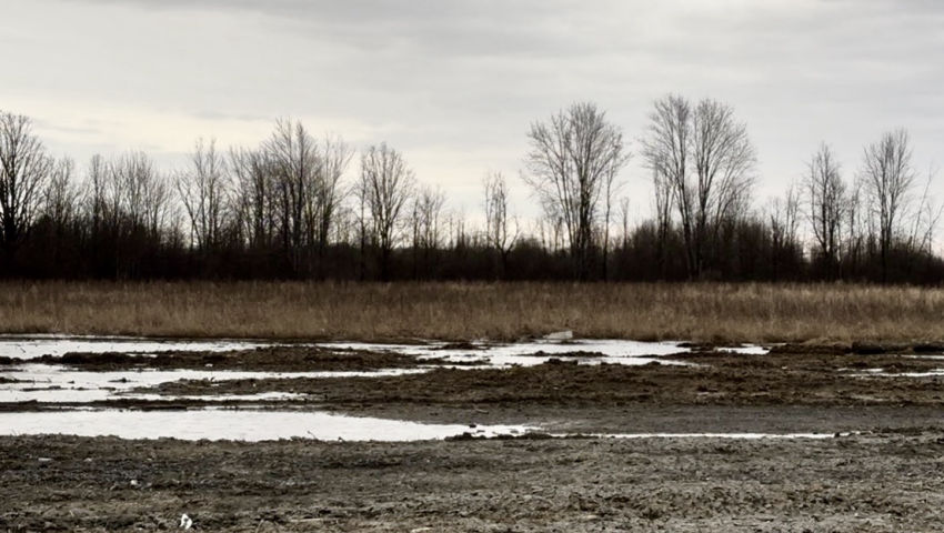 The Sound of frogs on the Old Logging Road