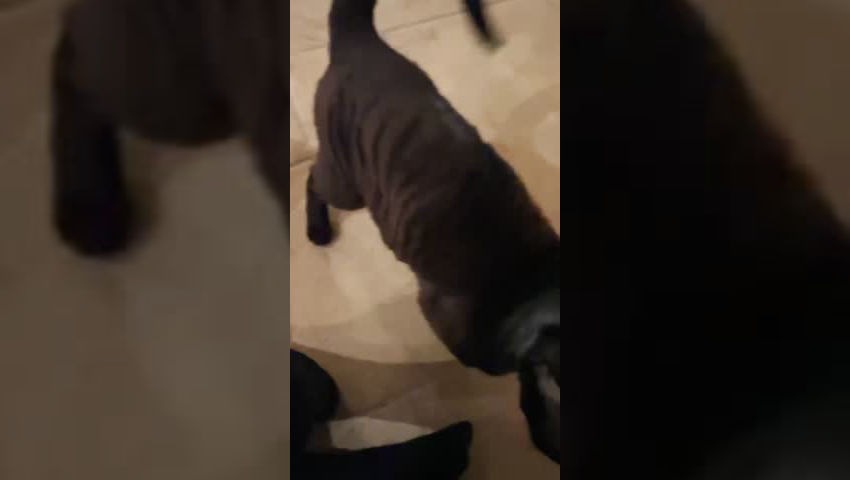 CHATS