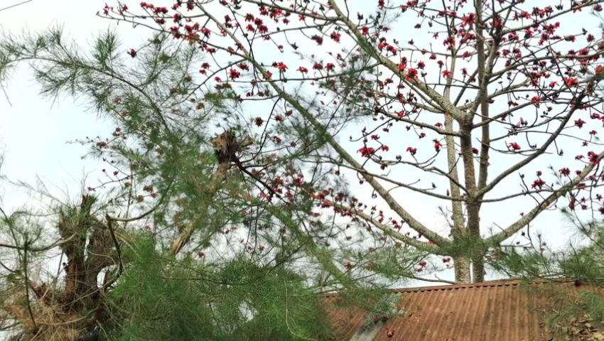 Videografía del árbol de algodón de seda roja con sonido de pájaros