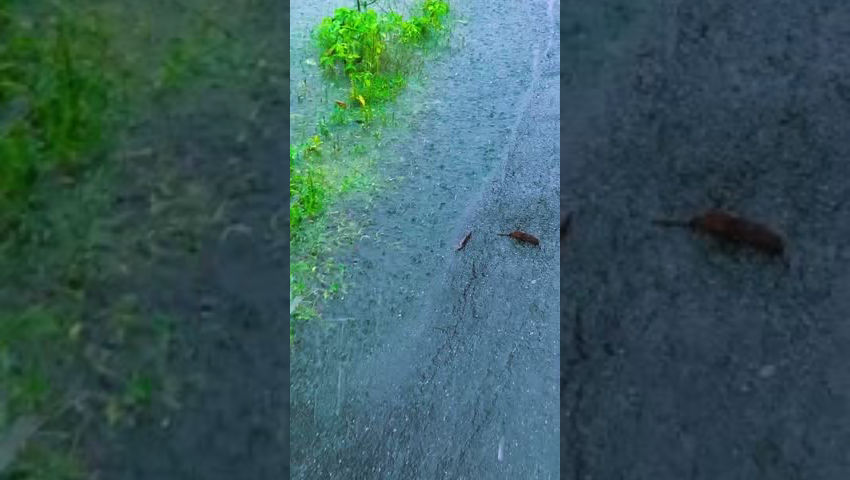 Walking in the rain