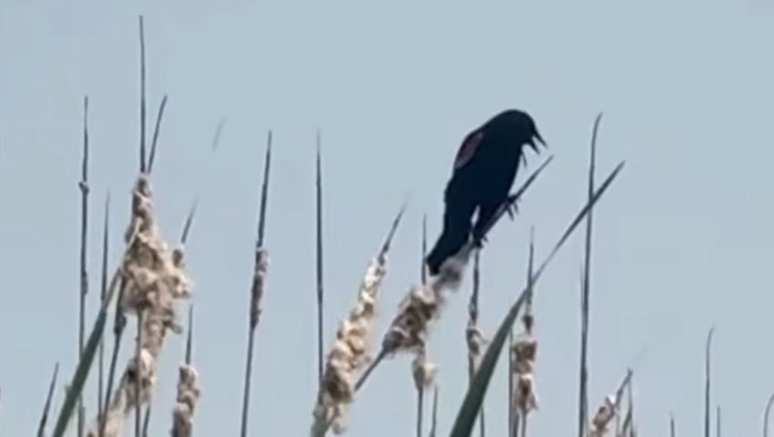 Birdwatching from the kayak