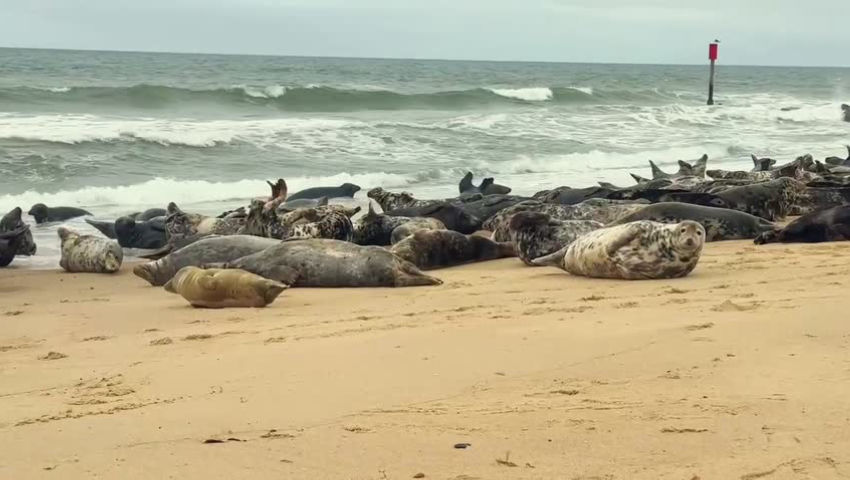 horsey gap seals