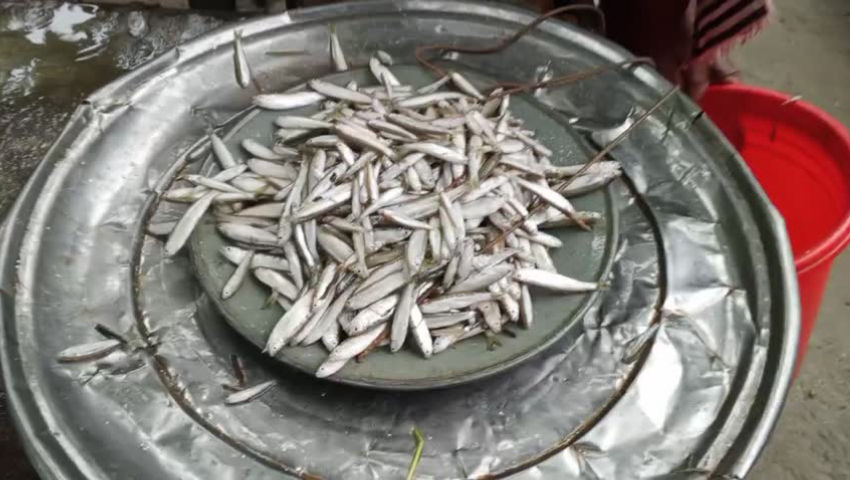Various types of fish are available in the market. episode artwork