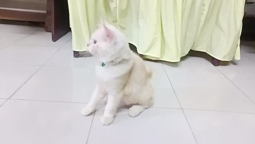 Cat Zara Playing time ๐บ