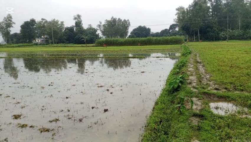 Crop fields are being prepared for rice planting. episode artwork
