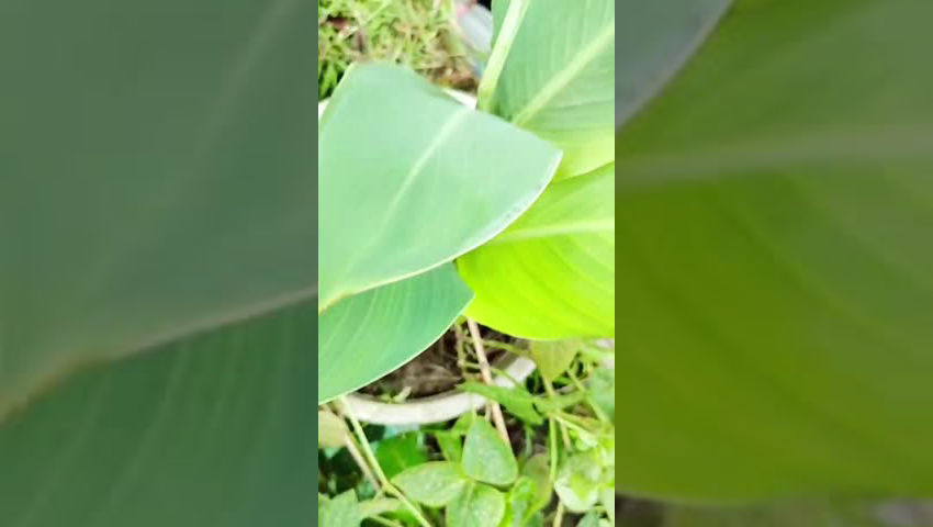 Garden care episode artwork