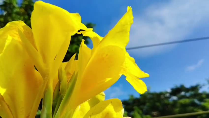 Eliduc Flower video. episode artwork