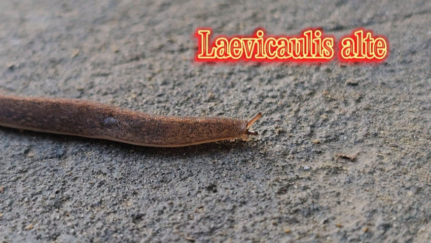 Laevicaulis alte